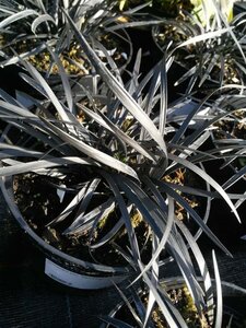 Ophiopogon plan. 'Nigrescens' 2L