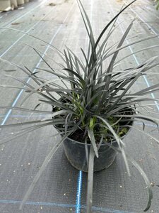 Ophiopogon plan. 'Nigrescens' 2L - image 4