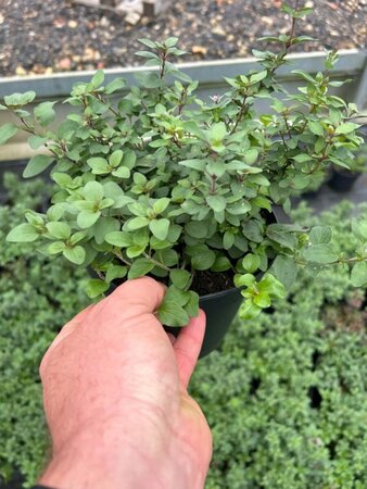 Origanum laevigatum 'Herrenhausen' 2L