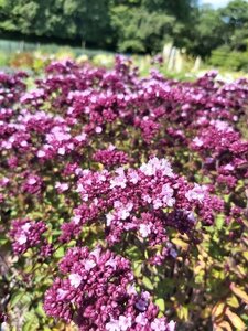 Origanum 'Rosenkuppel' 2L