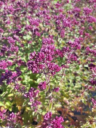 Origanum 'Rosenkuppel' 2L - image 2