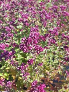 Origanum 'Rosenkuppel' 2L - image 2