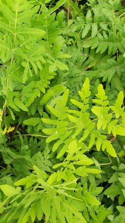 Osmunda regalis 3L - image 1