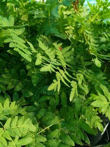 Osmunda regalis 3L - image 2