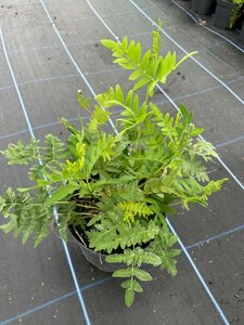 Osmunda regalis 3L - image 3