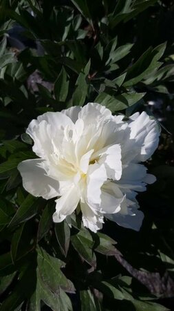 Paeonia (LD) 'Duchesse de Nemours' 4L - image 2