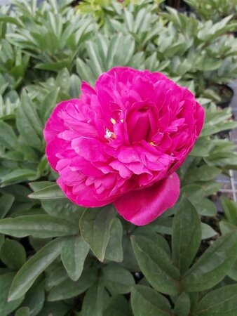 Paeonia (LD) 'Kansas' 6.5L - image 1