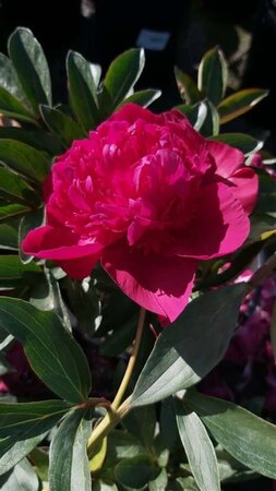 Paeonia (LD) 'Kansas' 6.5L - image 2