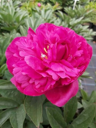 Paeonia (LD) 'Kansas' 4L - image 3