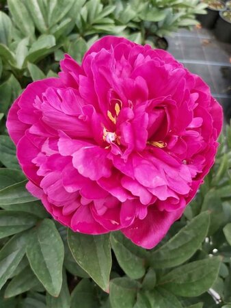 Paeonia (LD) 'Kansas' 6.5L - image 4