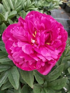 Paeonia (LD) 'Kansas' 4L - image 4