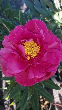 Paeonia (LD) 'Karl Rosenfield' 4L - image 1