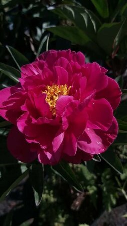 Paeonia (LD) 'Karl Rosenfield' 4L - image 2