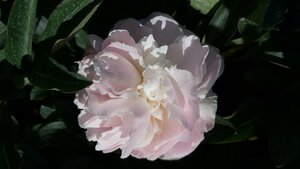 Paeonia (LD) 'Madame Calot' 4L