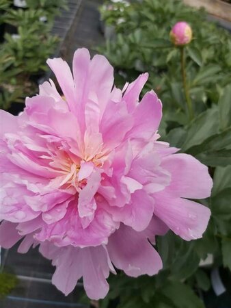 Paeonia (LD) 'Monsieur Jules Elie' 4L - image 1