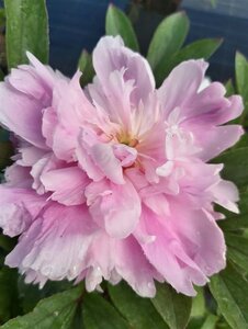 Paeonia (LD) 'Monsieur Jules Elie' 4L - image 3