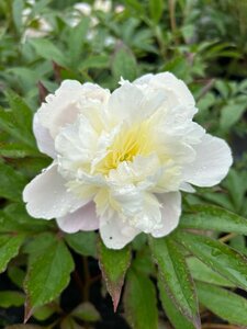 Paeonia (LD) 'Primevère' 4L - image 2