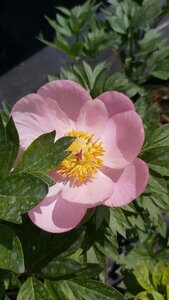 Paeonia (LD) 'Primevère' 4L