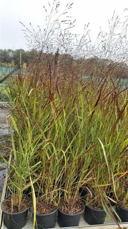 Panicum virgatum 'Shenandoah' 3L - image 1