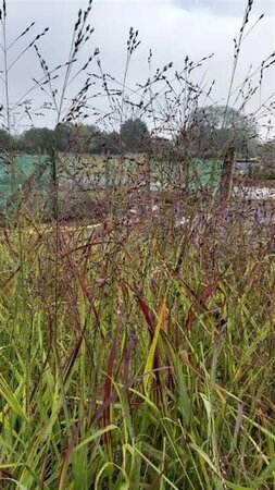 Panicum virgatum 'Shenandoah' 3L - image 2