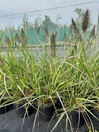 Pennisetum al. 'Black Beauty' 3L