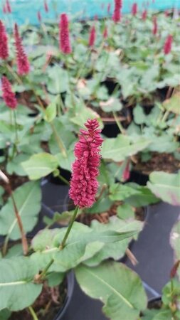 Persicaria a. 'Blackfield' 2L - image 1