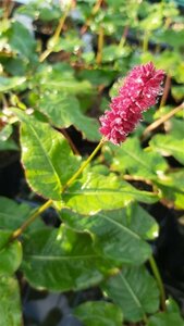 Persicaria a. 'Blackfield' 2L - image 2