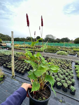 Persicaria a. 'Blackfield' 2L - image 4