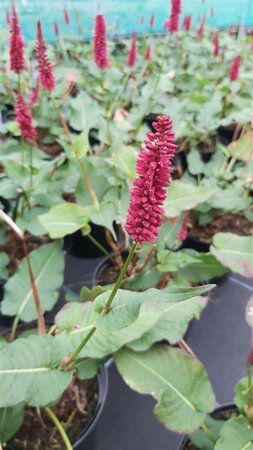 Persicaria a. 'Blackfield' 2L - image 3