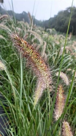 Pennisetum al. 'Cassian' 3L - image 1