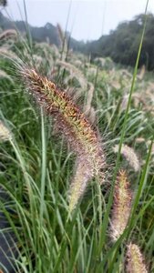 Pennisetum al. 'Cassian' 10L