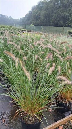 Pennisetum al. 'Cassian' 3L - image 2