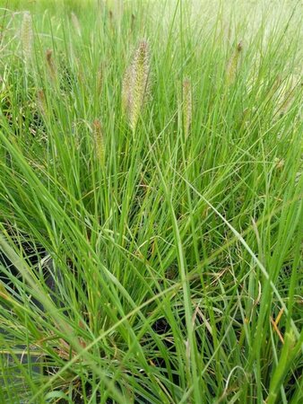 Pennisetum al. 'Hameln' 10L - image 1