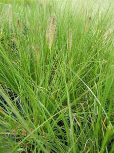 Pennisetum al. 'Hameln' 3L - image 1