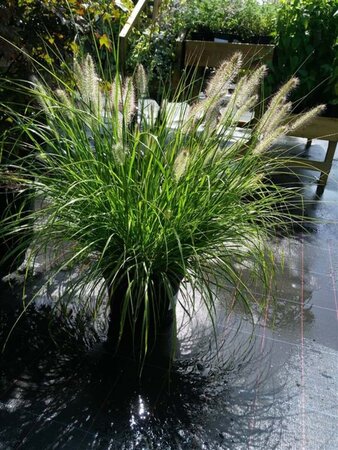 Pennisetum al. 'Hameln' 10L - image 2