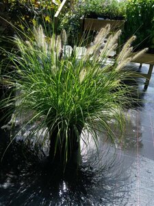 Pennisetum al. 'Hameln' 5L - image 2