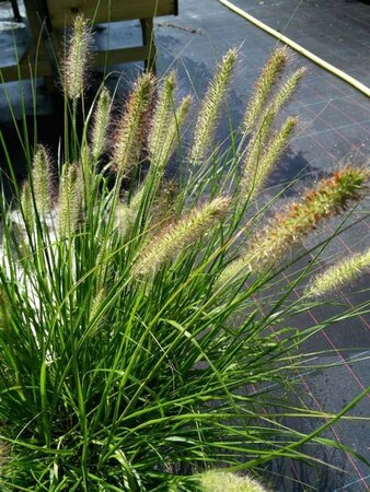 Pennisetum al. 'Hameln' 5L - image 3