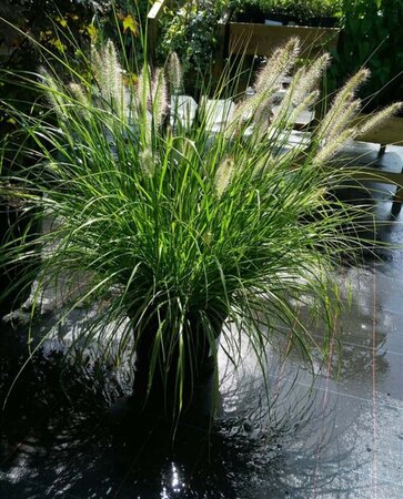 Pennisetum al. 'Hameln' 10L - image 4