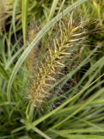 Pennisetum al. 'Hameln' 10L - image 5