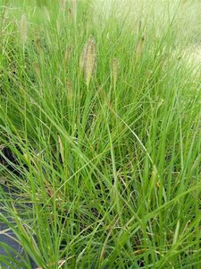 Pennisetum al. 'Hameln' 3L - image 6