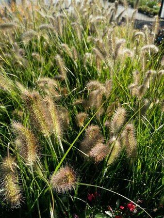 Pennisetum al. 'Little Bunny' 3L - image 1