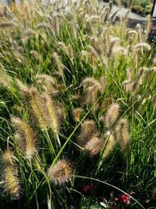 Pennisetum al. 'Little Bunny' 3L - image 1