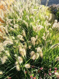 Pennisetum al. 'Little Bunny' 3L - image 2