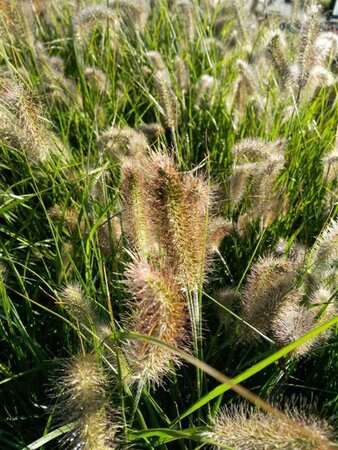 Pennisetum al. 'Little Bunny' 3L - image 3