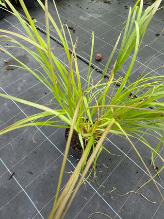 Pennisetum alopecuroides viridesc. 3L