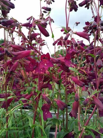 Penstemon Blackbird 1L