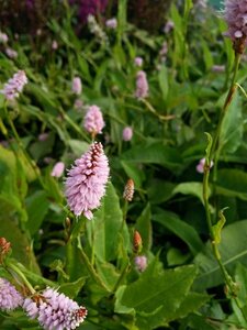 Persicaria bistorta 'Superba' 2L