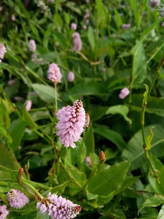 Persicaria bistorta 'Superba' 2L - image 2