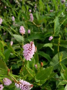 Persicaria bistorta 'Superba' 2L - image 2