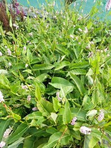 Persicaria bistorta 'Superba' 2L - image 4